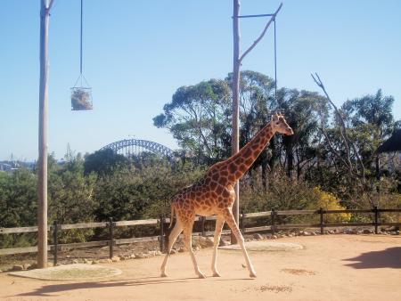 Une Girafe Ou L'Harbour Bridge...